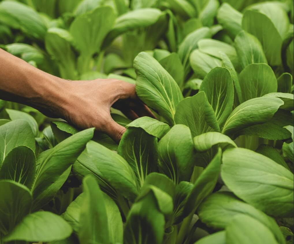 Supporting Local Agriculture